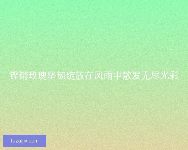 铿锵玫瑰坚韧绽放在风雨中散发无尽光彩